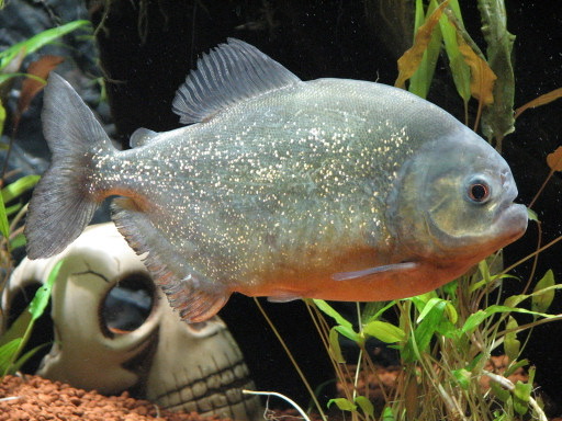 piranhatitel1