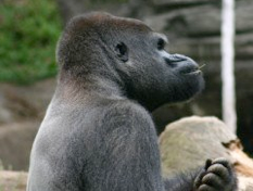 Gorilla Zoo