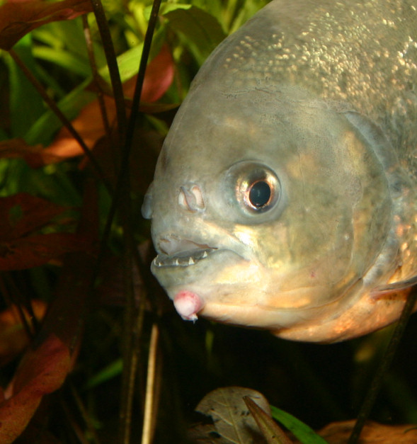 Piranhabecken