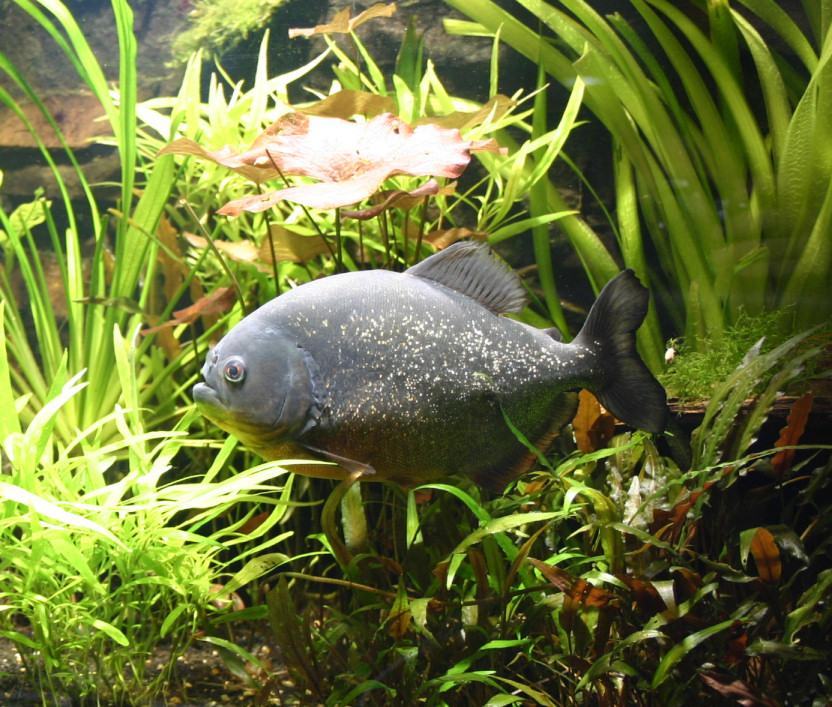 Piranhabecken