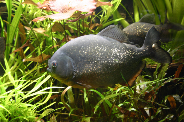 Piranhabecken