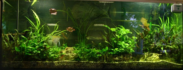 Piranhabecken