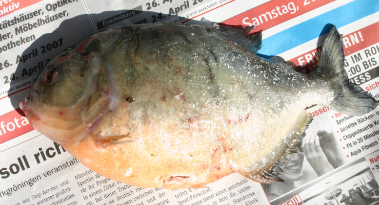 Piranhabecken