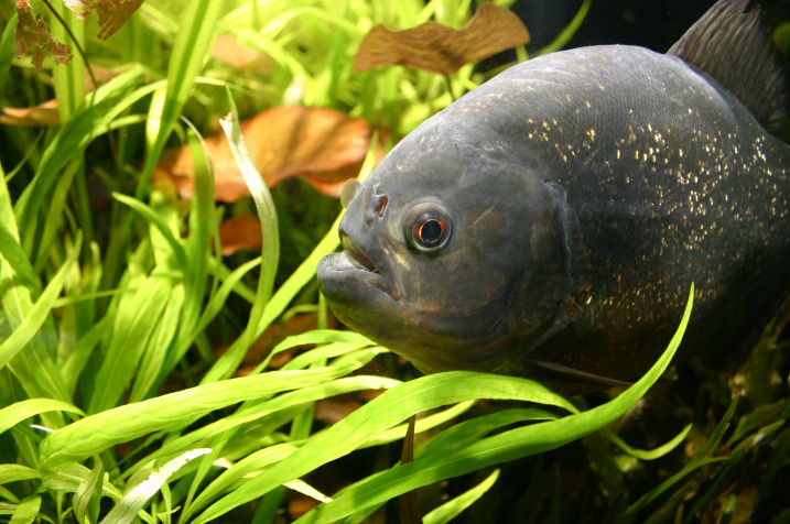 Piranhabecken