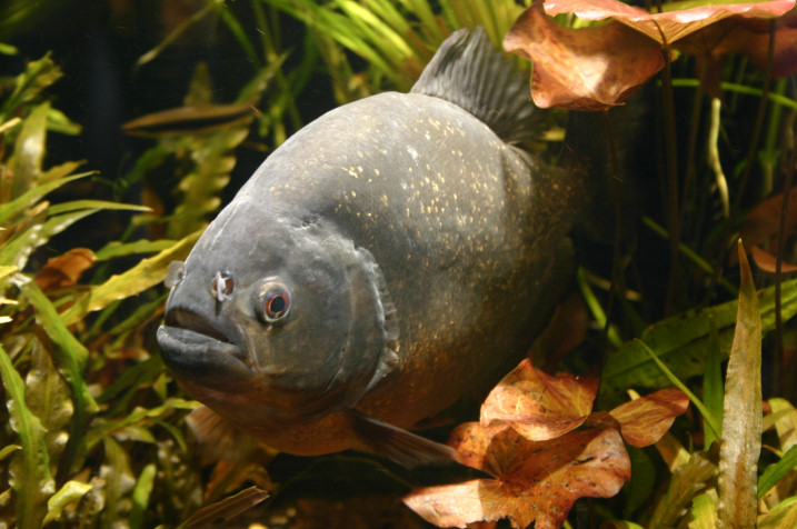 Piranhabecken