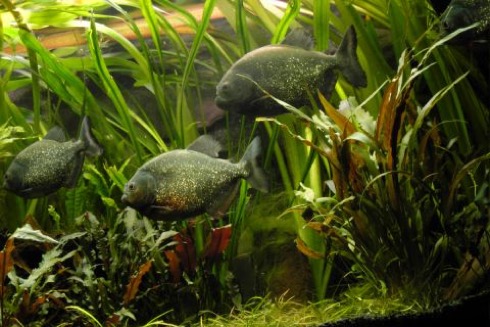 Piranhabecken