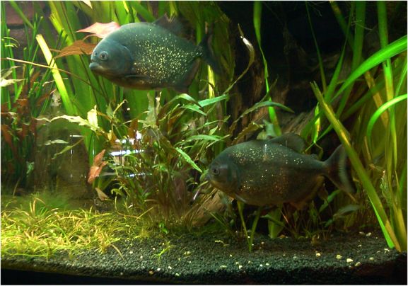 Piranhabecken