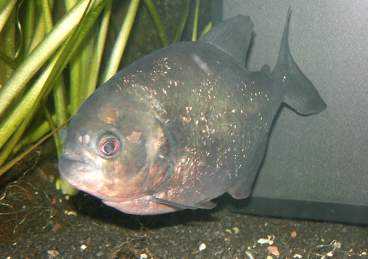 Piranhabecken