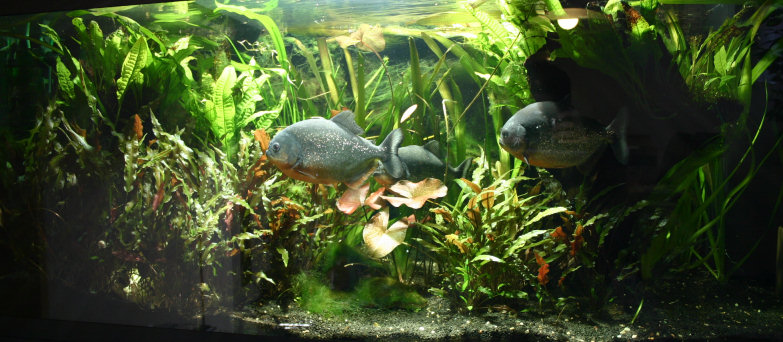 Piranhabecken