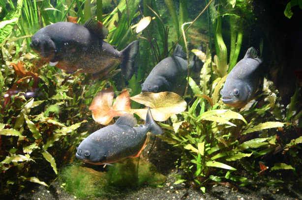 Piranhabecken