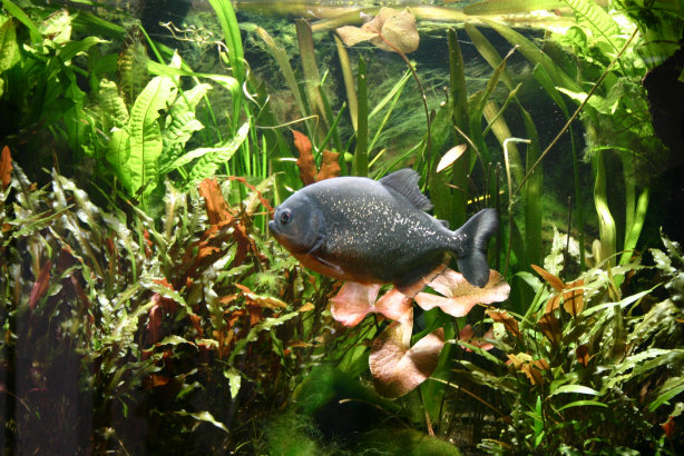 Piranhabecken