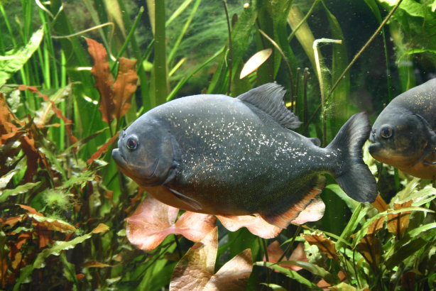 Piranhabecken