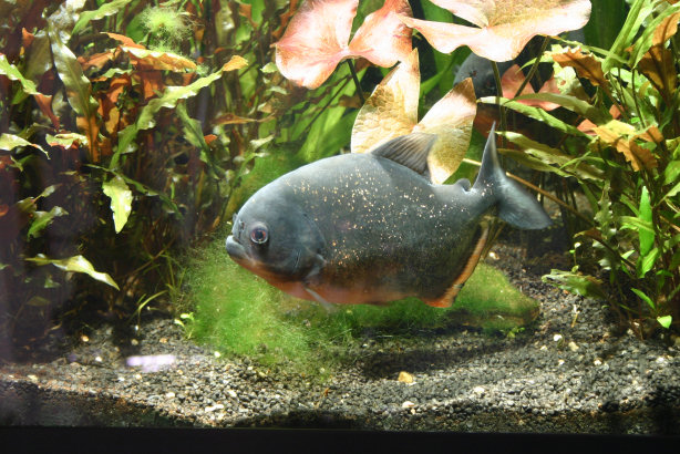 Piranhabecken