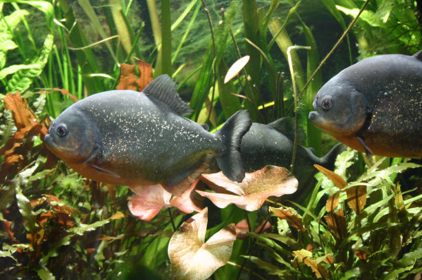 Piranhabecken