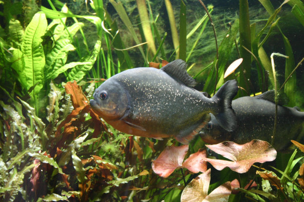 Piranhabecken