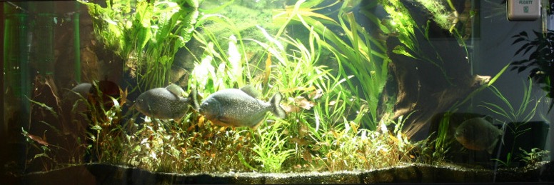 Piranhabecken