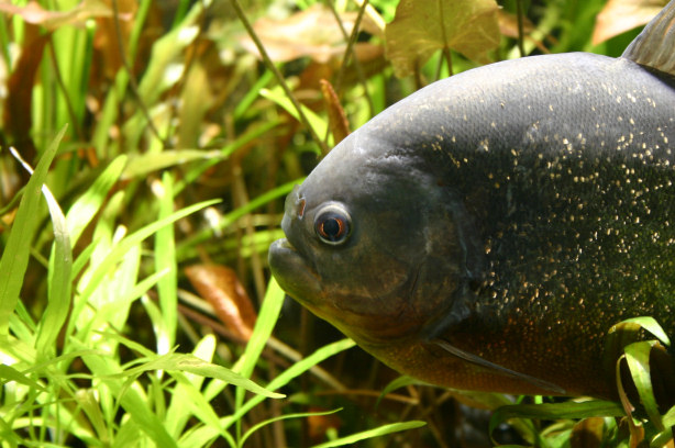 Piranhabecken