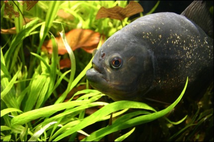 Piranha Easy Life