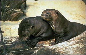 Amazonas Riesenotter