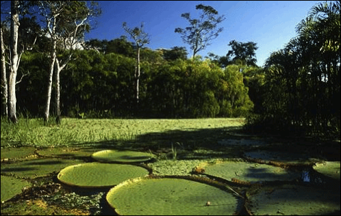 Amazonas Seerose