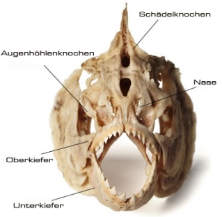 Piranha Knochen