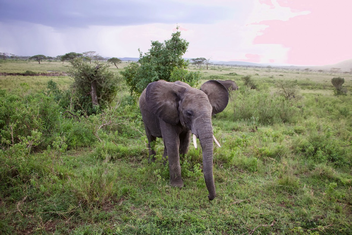 Elefant Tansania Afrika