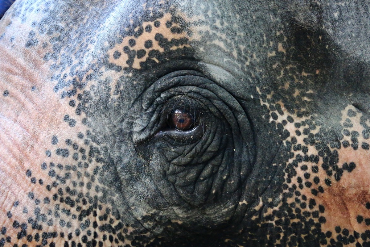 Elefantenauge Thailand