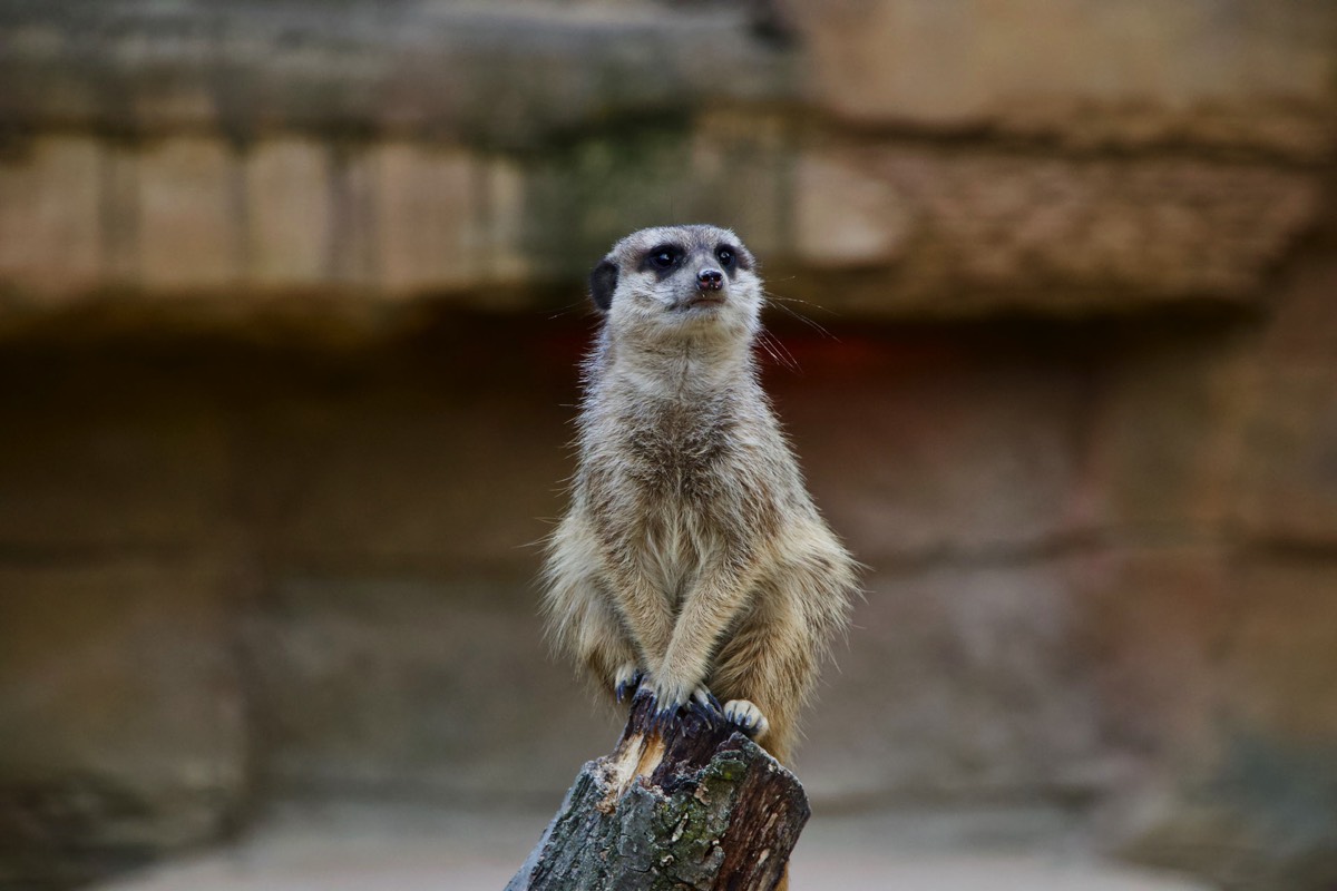 Erdmännchen Wilhelma Zoo