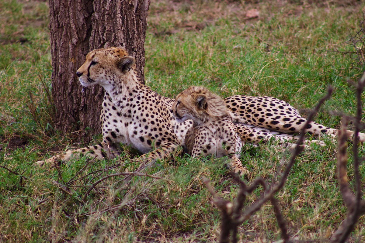 Gepard Tansania Afrika