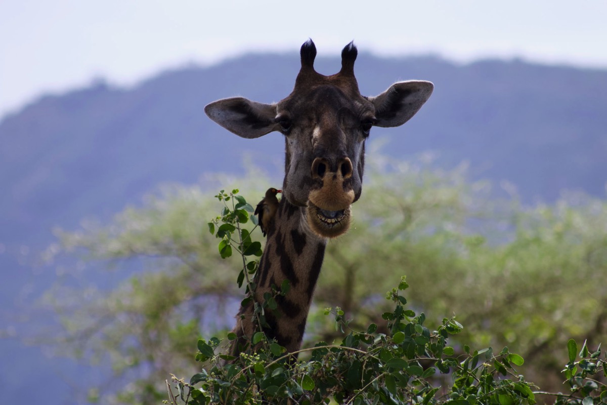 Giraffe Tansania Afrika
