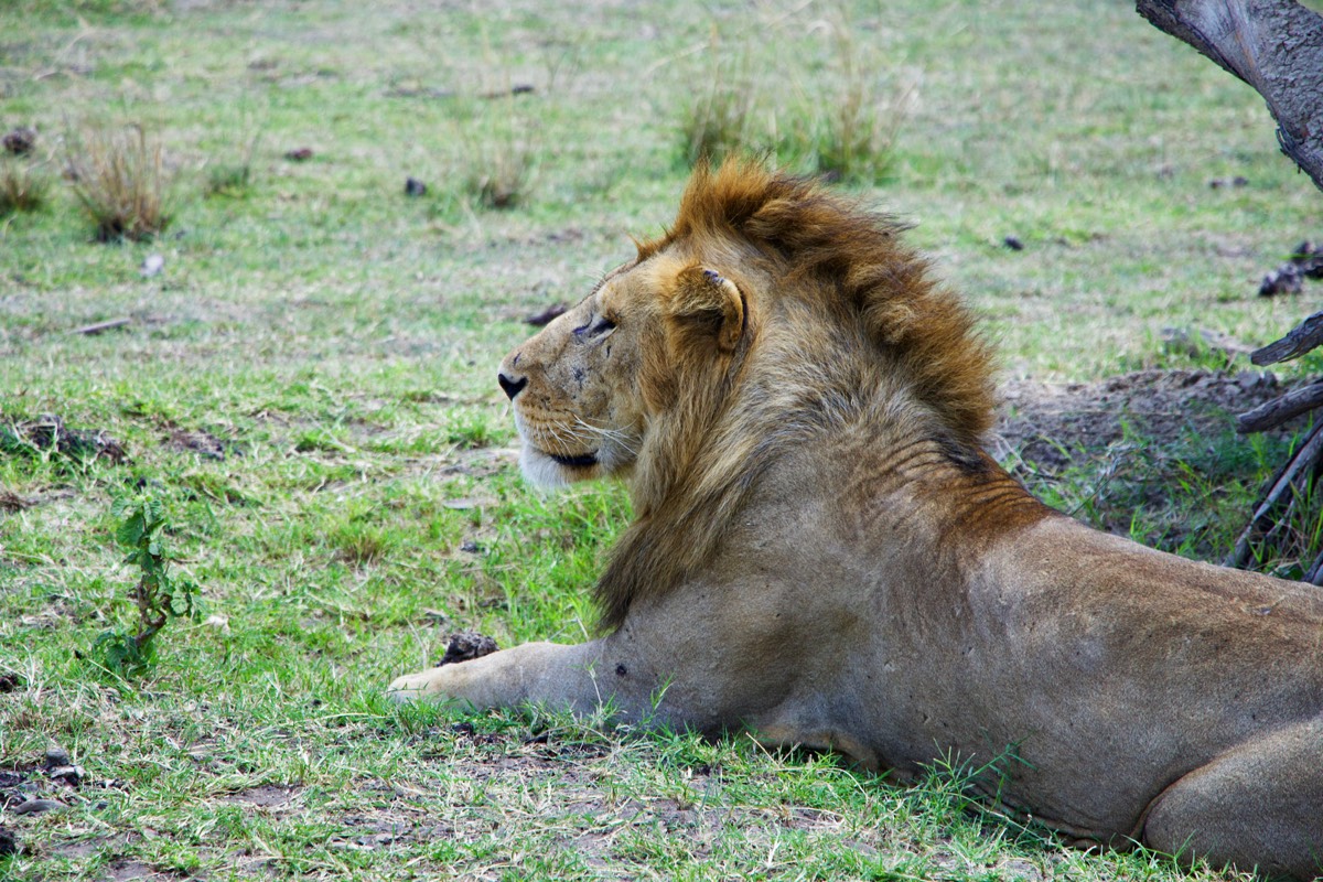Löwe Tansania Afrika