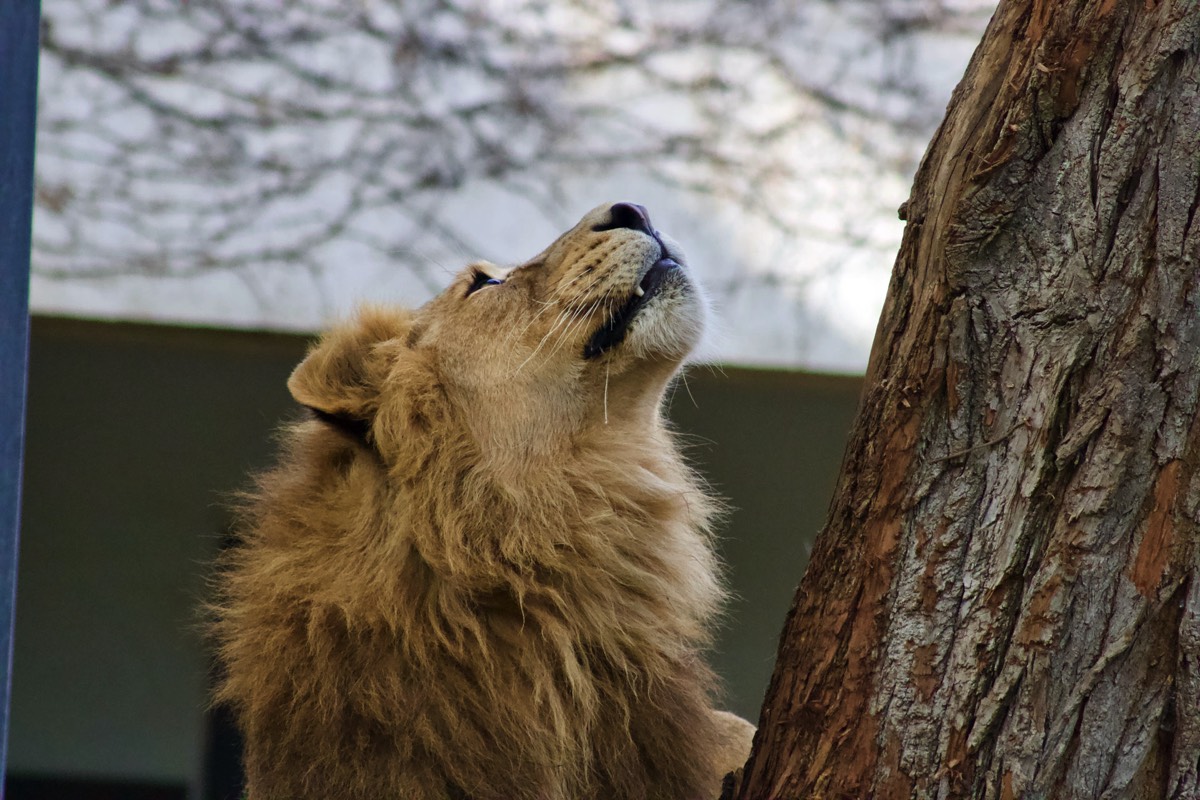 Löwe Wilhelma Zoo