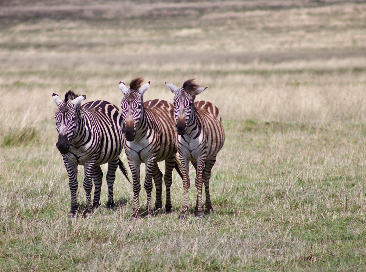 Zebra Tansania Afrika
