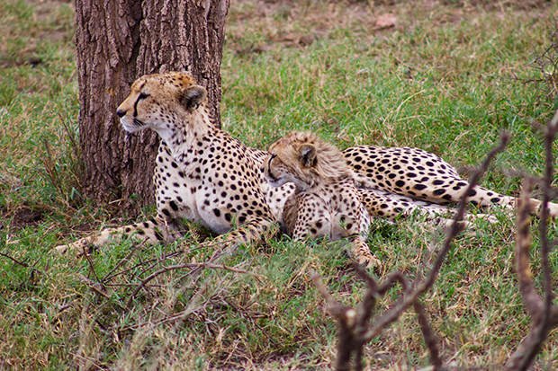 Gepard in Tansania