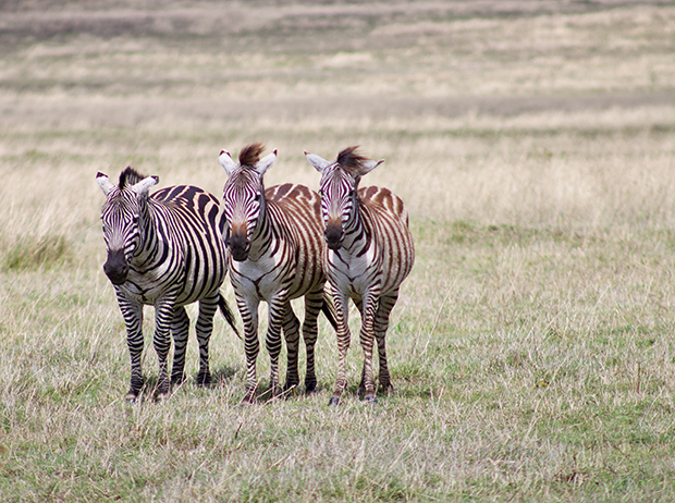 Zebra in Tansania